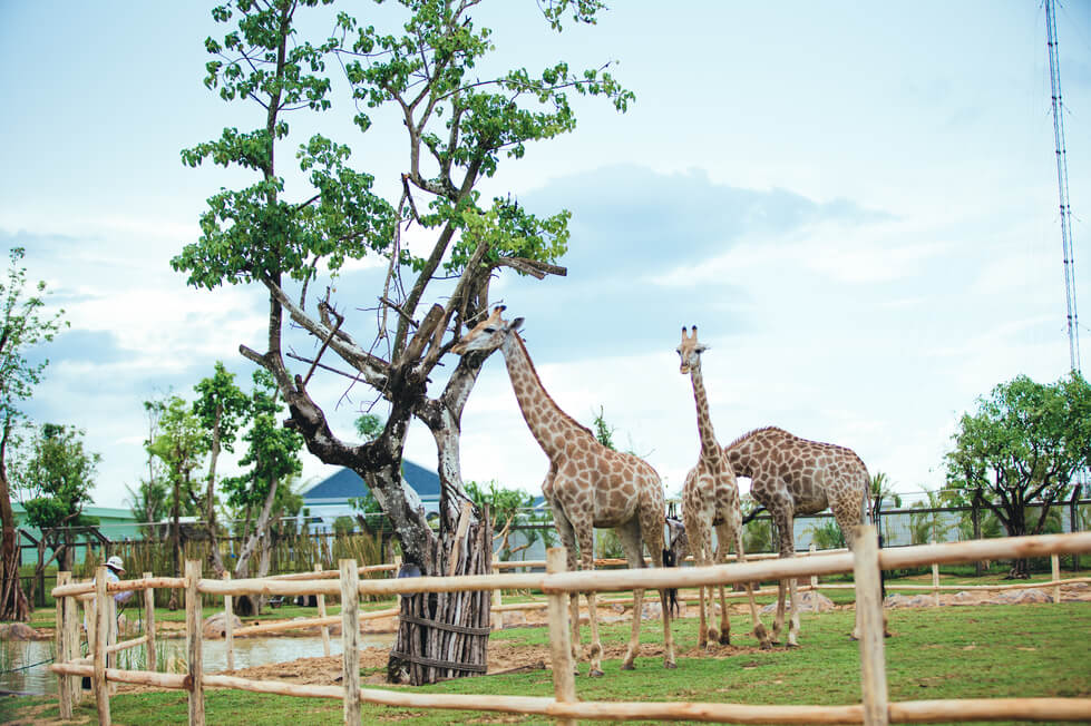 Công viên động vật hoang dã Vinpearl Land Nam Hội An